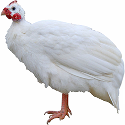 White Guinea